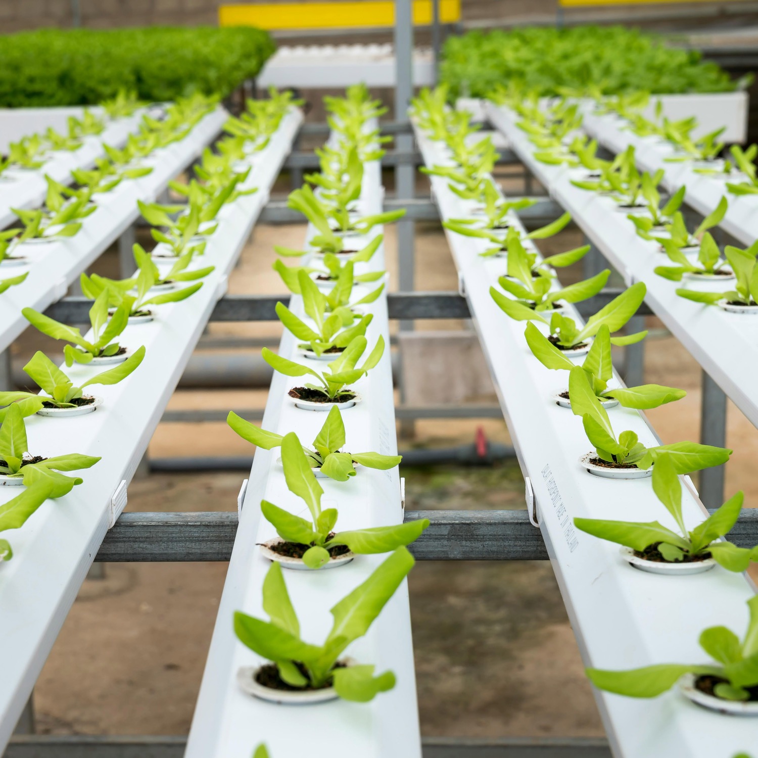 •%20pexels quang nguyen vinh 222549 2518861