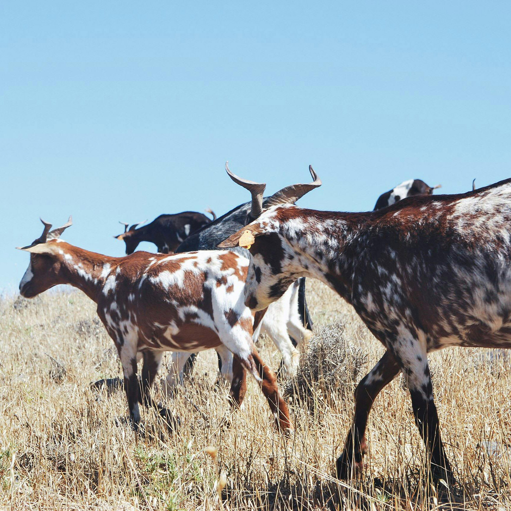 •%20pexels heinrich 89267